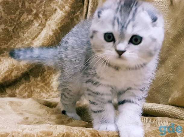 Шотландские Вислоухие и Прямоухие котята, фотография 1