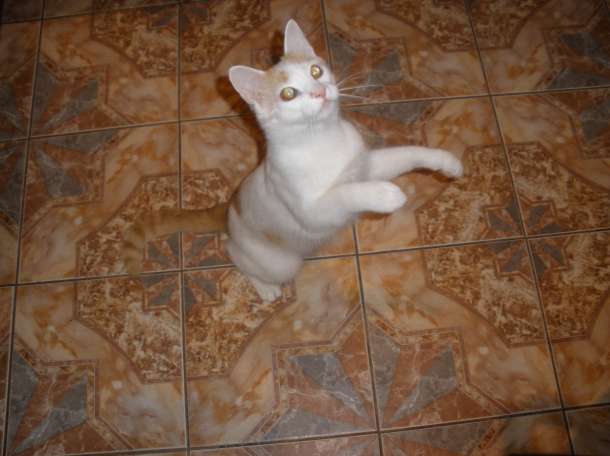 Добрый котяра в дар., фотография 4