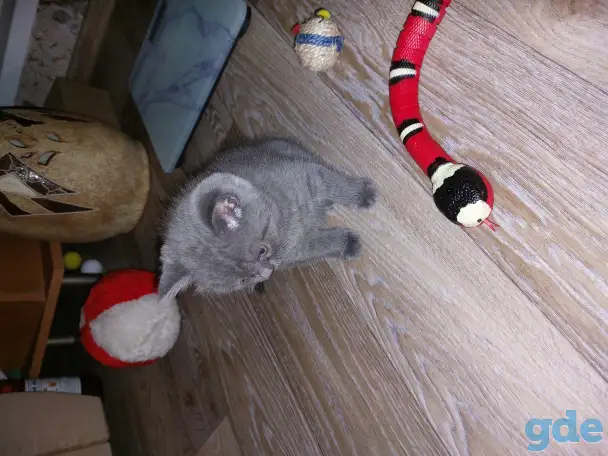 Британские котята, фотография 5