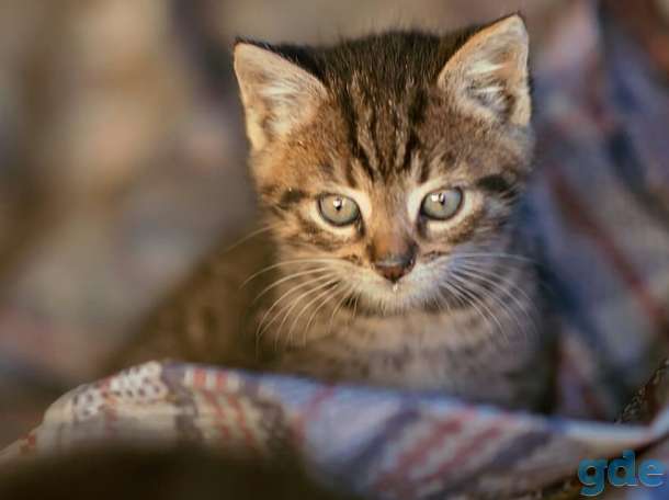 Котята в дар!, фотография 2