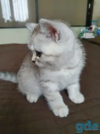 Котята, фотография 3