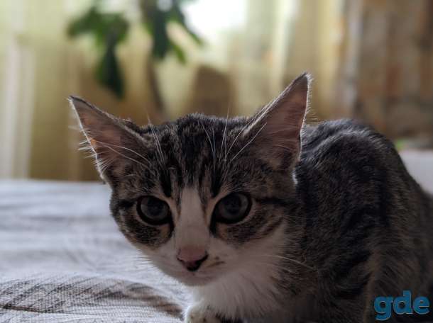 Котёнок в дар!, фотография 6