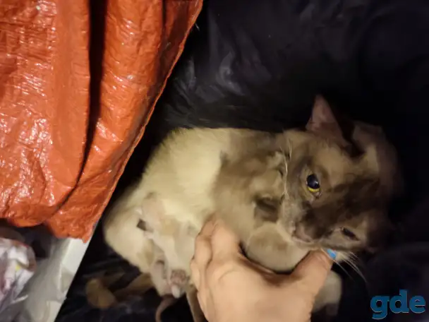 Бурма котята, фотография 2
