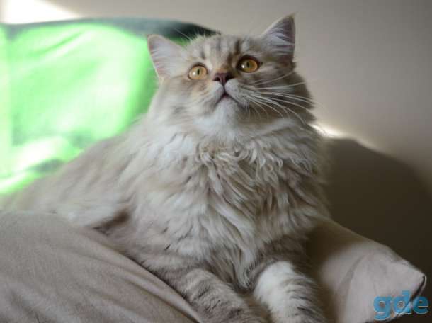 Скоттиш страйт, фотография 3