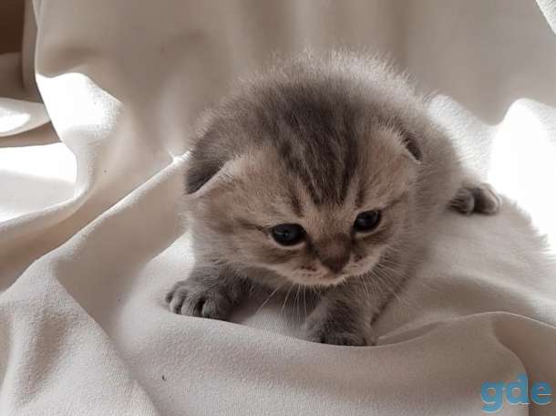 Шотландские котята, фотография 2