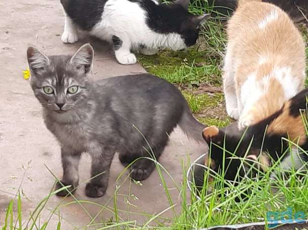 Котята в добрые руки, фотография 2