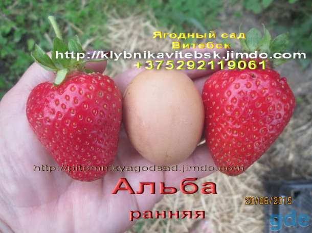 CАЖЕНЦЫ КЛУБНИКИ -50 сортов - купить в Гродно и Могилеве  с питомника, фотография 1