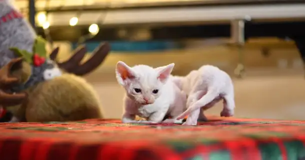 Котята Девон Рекс, фотография 4