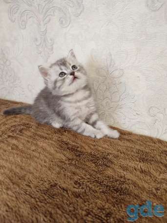 Продаю, фотография 5