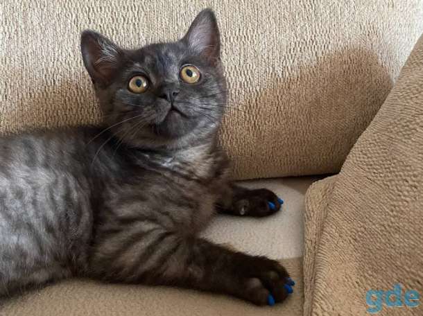 Британский короткошерстый котенок, фотография 5