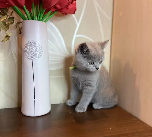 Британские котята, фотография 9