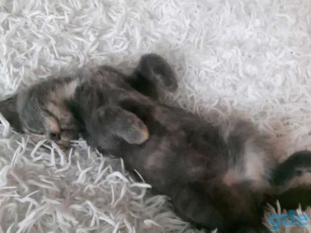 Котенок ищет срочно дом и семью, фотография 2