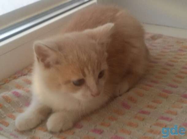 Котенок в дар, фотография 5