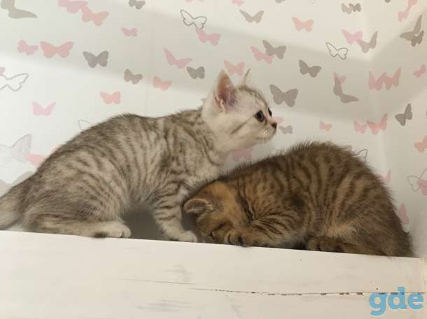 Британские кошечки 2.8 месяца, фотография 1
