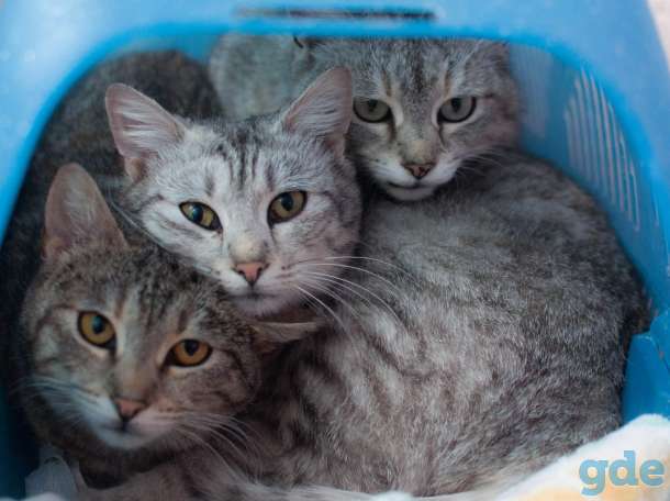 Кошки в добрые руки, фотография 1