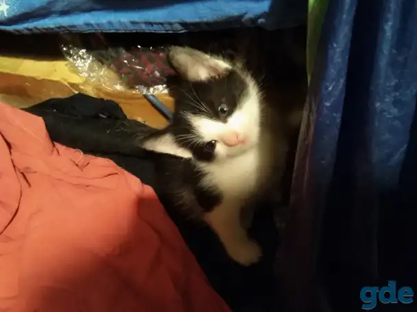 Котята, фотография 4