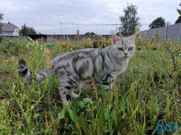 Чистокровные шотландские короткошерстные котята, фотография 3