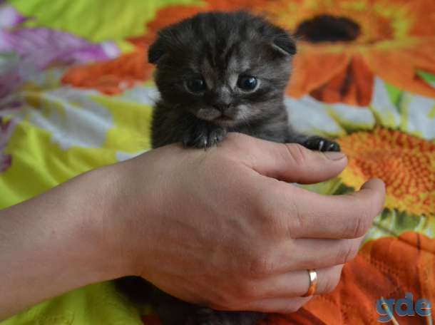 Шотландский вислоухий котёнок, фотография 4