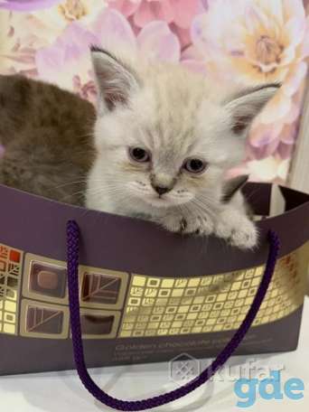 Продам британских котят готовы, фотография 2