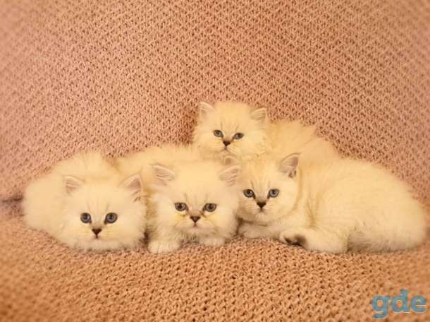 Британские котята, фотография 8