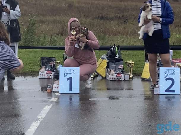Высокопородный щенок йоркш терьера от Чемпиона, фотография 1