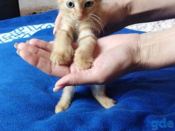 шотландские котята, фотография 7
