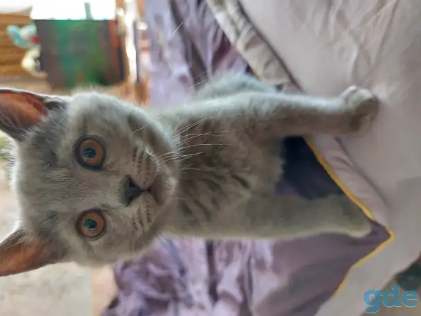 Британские котята, фотография 3