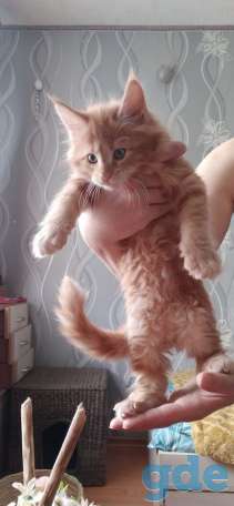 Мейн кун, фотография 1