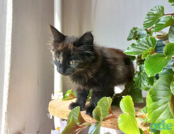 Котейка, фотография 2