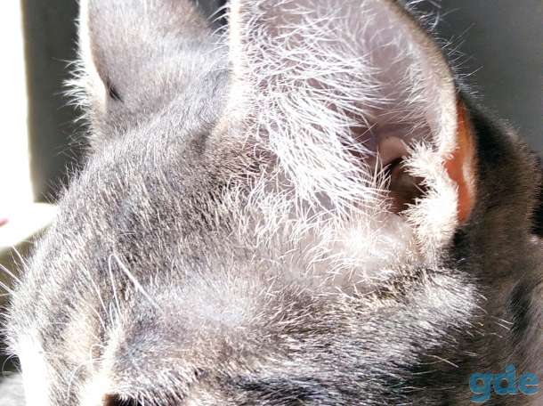 Малыш кот, Митюша, фотография 3