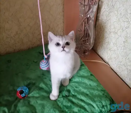 Британские котята, фотография 2