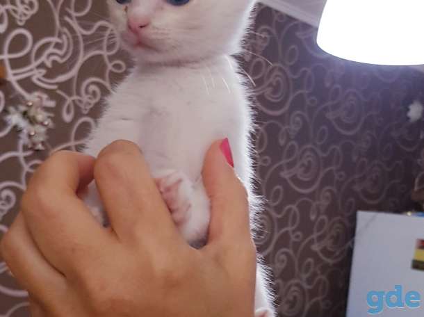 Котята бесплатно., фотография 5