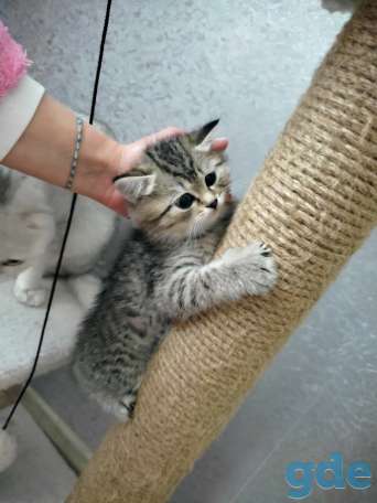 Шотландские котята, фотография 3