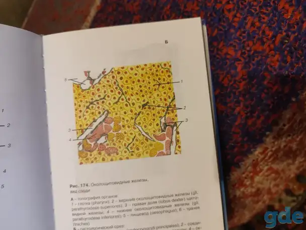 Учебник по анатомии и физиологии для медицинских вузов, фотография 1