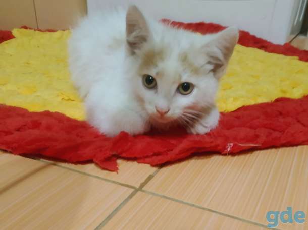Котята, фотография 1