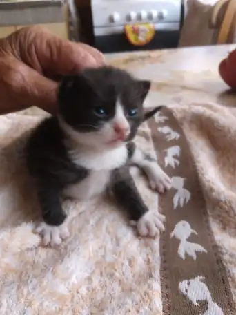 Котенок мальчик пушистый, фотография 1