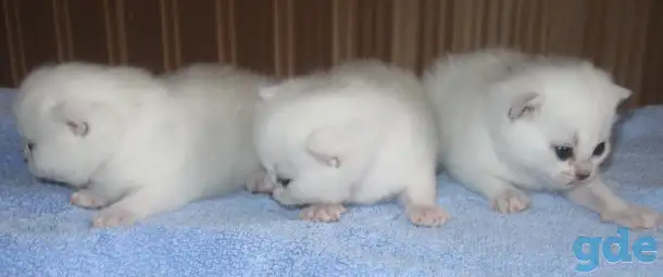 Британские котята, фотография 2