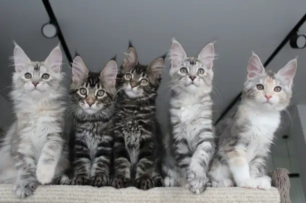 Мейн-кун котята, фотография 4