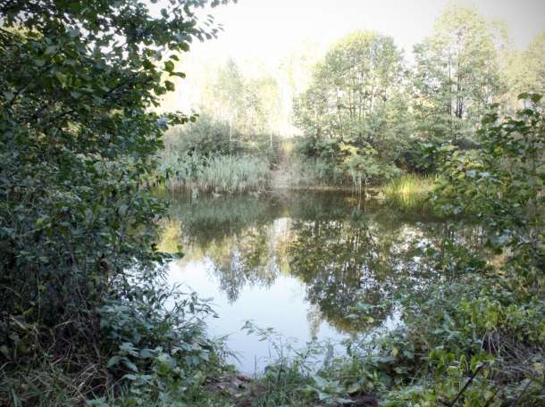 Продается территория 5,5 га с недвижимостью под Гомелем для создания бизнеса, фотография 12