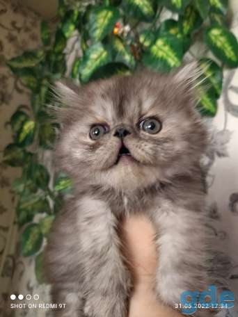 Персидские котята экстремального типа чистокровные персы., фотография 9