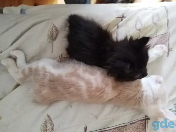 Курильский бобтейл котята, фотография 6