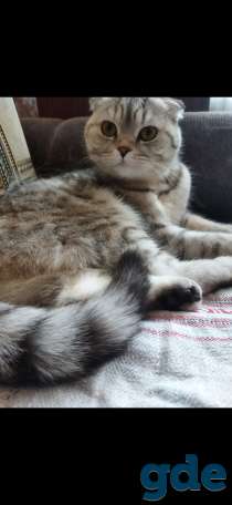 Продажа котят, фотография 6