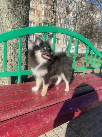 Малый шпиц, фотография 3