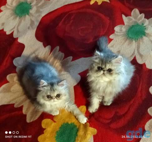 Персидские котята экстремального типа чистокровные персы., фотография 13