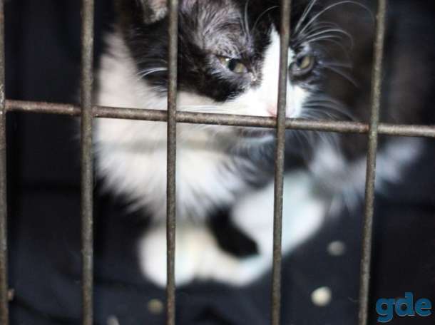 Спасите котиков!, фотография 1
