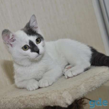 Котенок ищет дом, фотография 2