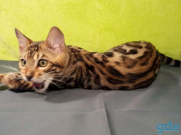 Бенгальский котенок, фотография 4