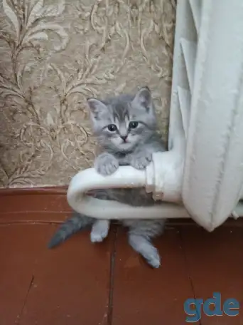Шотландские котята, фотография 1