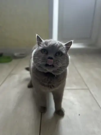 Кошка Мила в добрые руки, фотография 1
