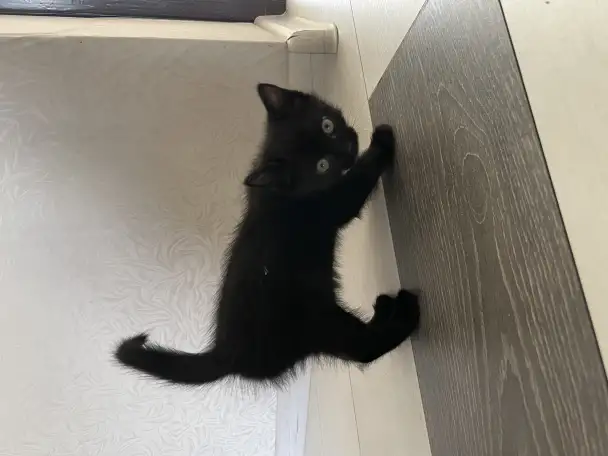 Котята в дар, фотография 3
